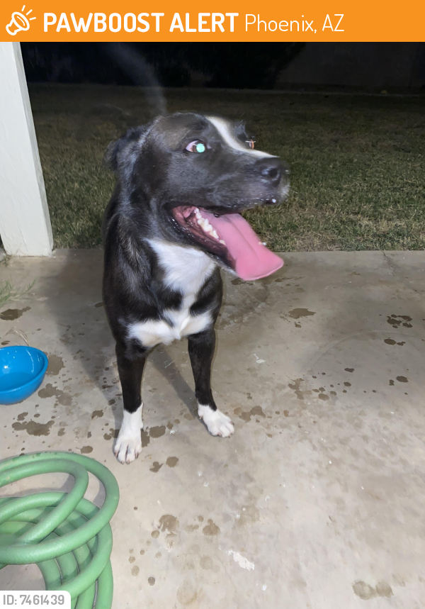 Found/Stray Male Dog last seen Thomas and 38th St , Phoenix, AZ 85018