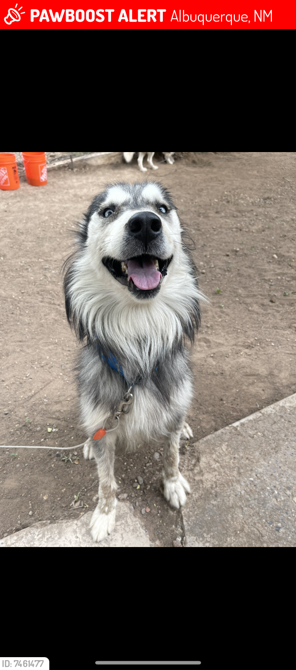 Lost Male Dog last seen Coors and atrisco, Albuquerque, NM 87105