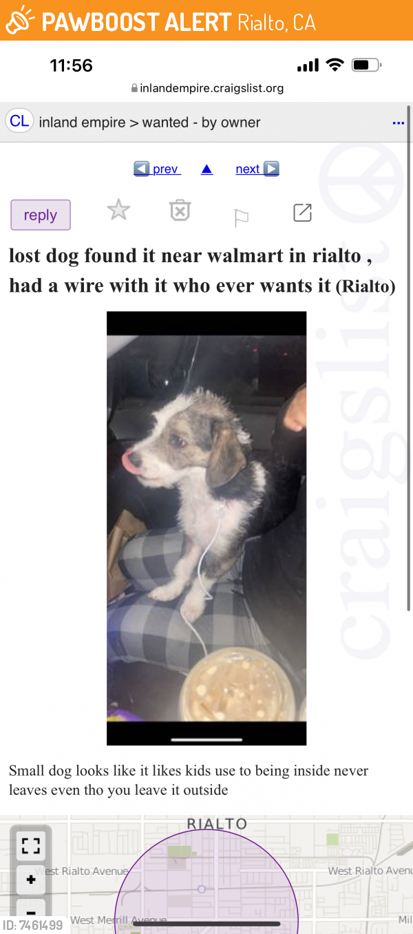 Found/Stray Unknown Dog last seen Near Walmart in Rialto, Rialto, CA 92376
