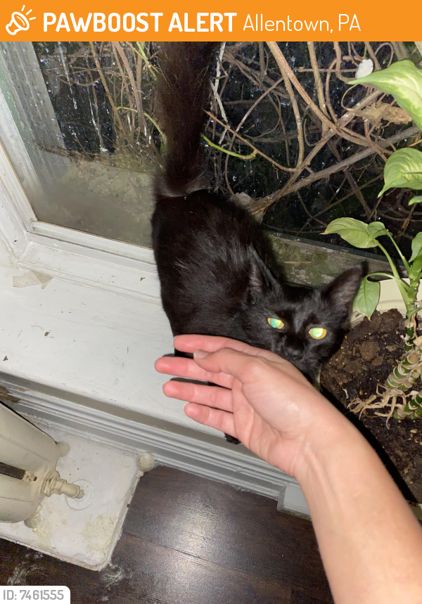 Found/Stray Unknown Cat last seen Post office nearby, government buildings. Walnut St adjacent to Weat Maple St., Allentown, PA 18102