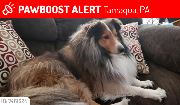 Lost Male Dog last seen Tamaqua PA  Panther Valley  Near 209 Off of 309 and  That whole area sighting, Tamaqua, PA 18252
