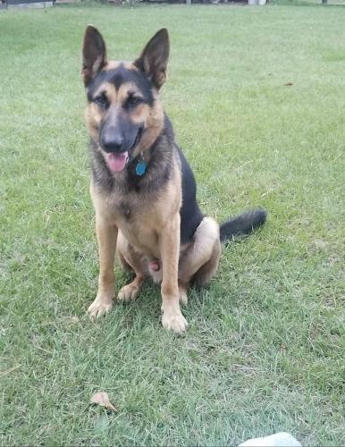 Lost Male Dog last seen Seegars Mill Rd/ Red Hill Rd/ Spring Hill Rd, Camden, SC 29020