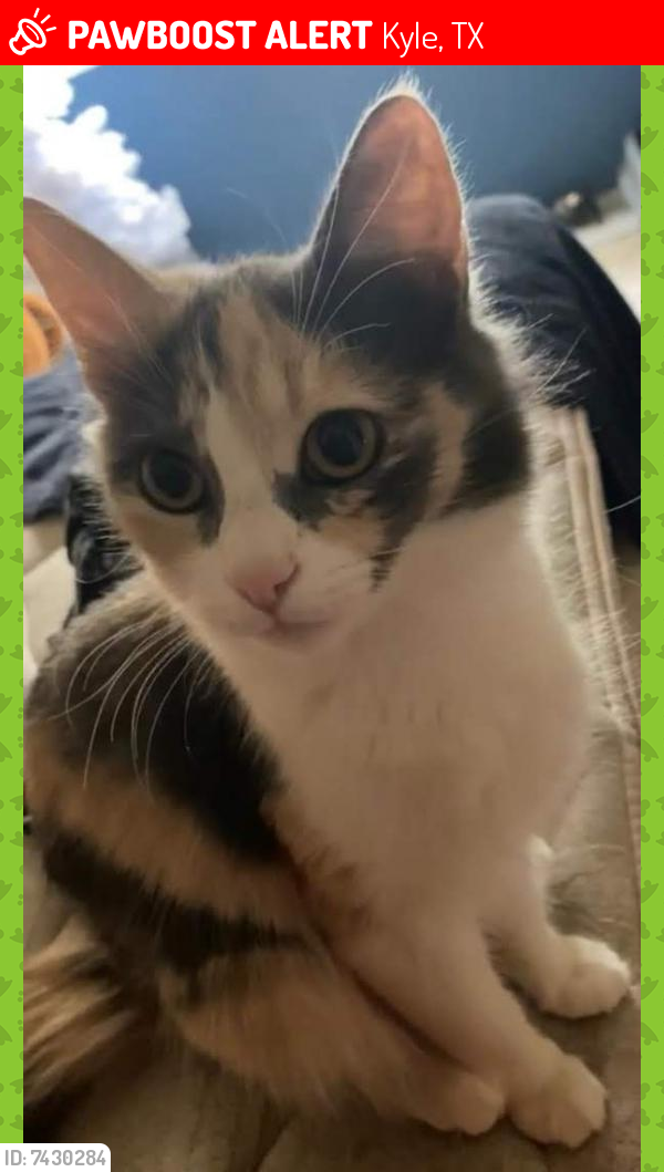 Lost Female Cat last seen Marquitos Dr. between Covent and Downing Way, Kyle, TX 78640