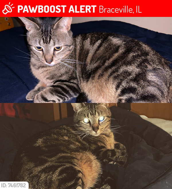 Lost Male Cat last seen Braceville, Illinois , Braceville, IL 60407