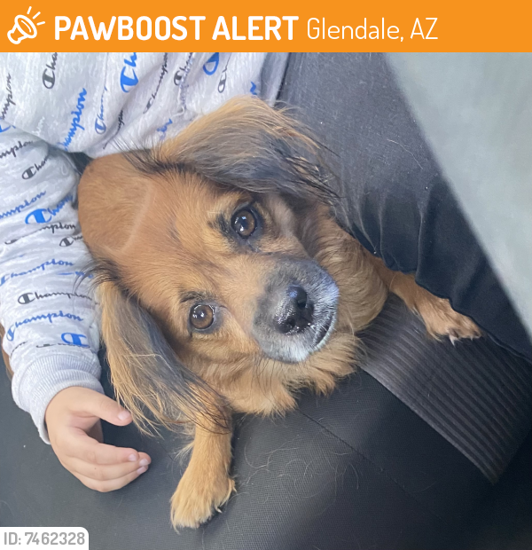 Found/Stray Female Dog last seen Near McDonald’s , Glendale, AZ 85301