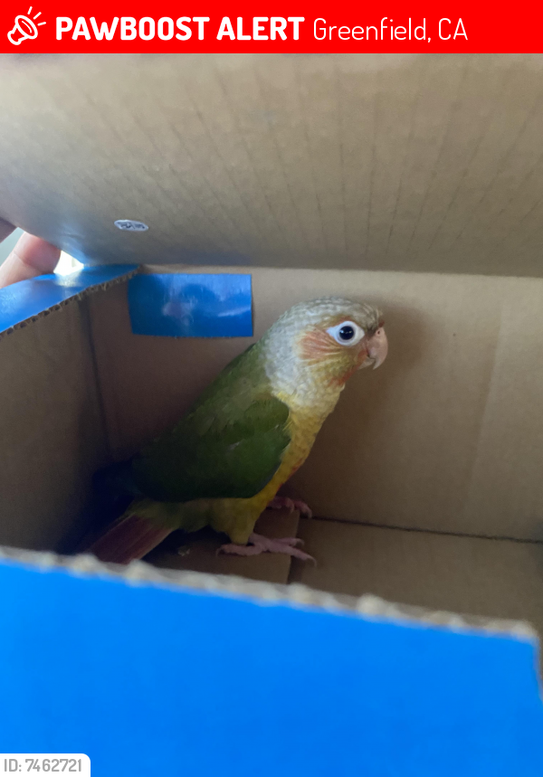 Lost Unknown Bird last seen Victorian circle and Morris Avenue, Greenfield, CA 93927