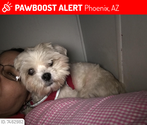 Lost Female Dog last seen 28th ave and Lawrence , Phoenix, AZ 85051