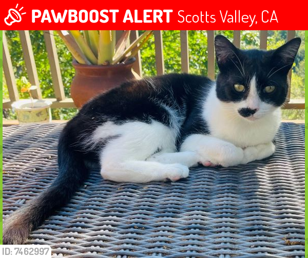 Lost Female Cat last seen Glenwood Cutoff, Scotts Valley, CA 95066