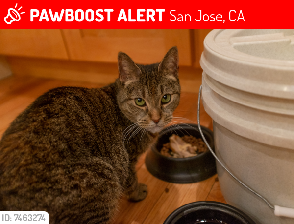 Lost Female Cat last seen Mockingbird Hill Lane and Almaden Rd, San Jose, CA 95120