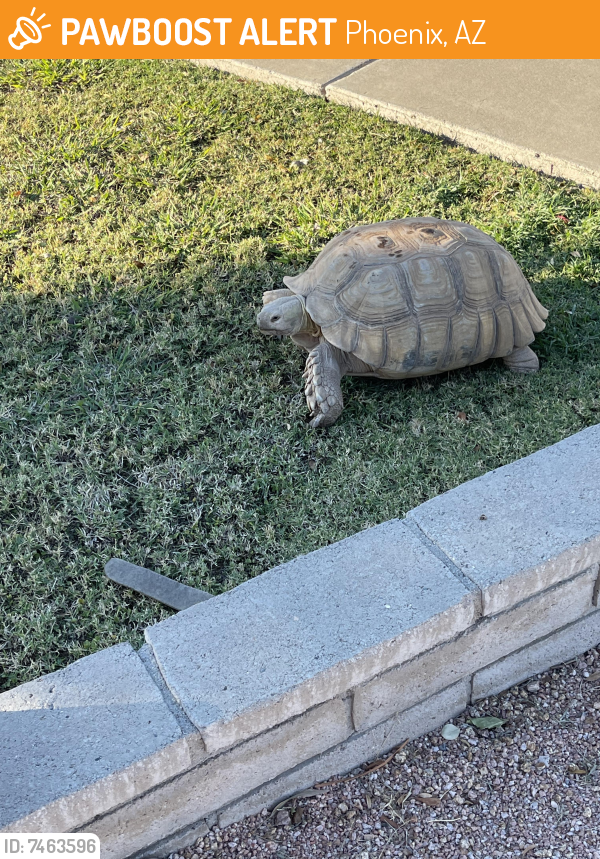 Rehomed Unknown Reptile last seen Near drive and Villa Theresa, Phoenix, AZ 85053