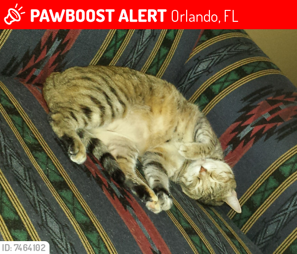 Lost Female Cat last seen Brightfield Court, Orlando, FL 32821