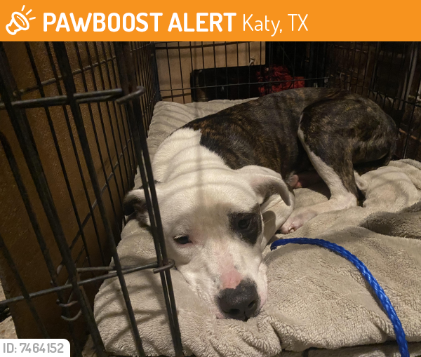 Found/Stray Female Dog last seen Near girl’s softball fields , Katy, TX 77493