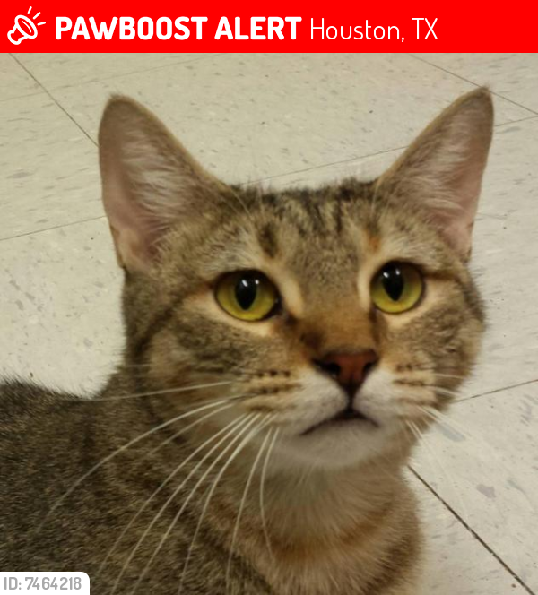 Lost Female Cat last seen Ridgewell, Pebbleshire, Stradbrook, Kelbrook Drives, Houston, TX 77062