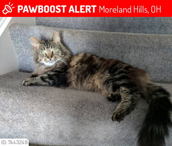 Lost Female Cat last seen Riverstone Drive and Chagrin Blvd, Moreland Hills, OH 44022