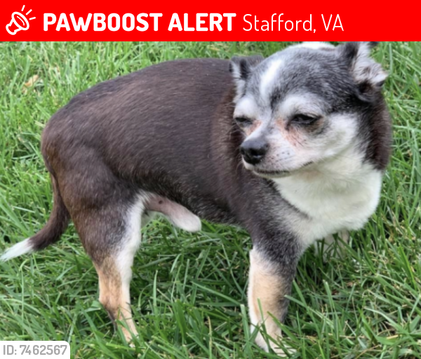 Deceased Male Dog last seen Route 1 , Stafford, VA 22554