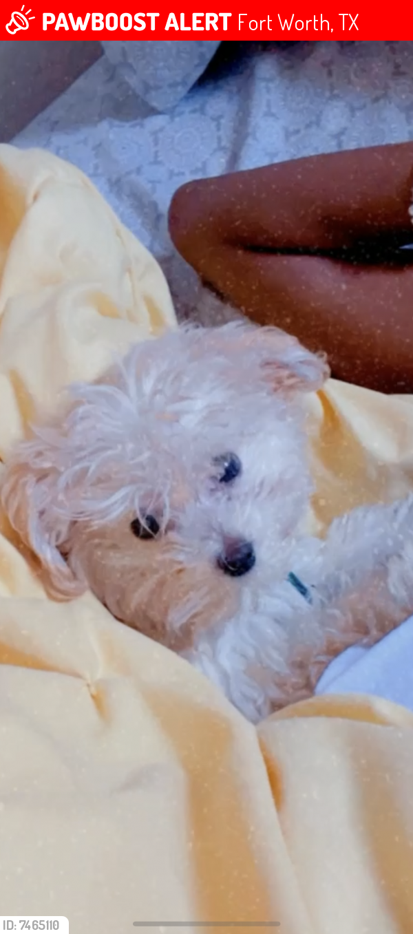 Lost Male Dog last seen Meadow creek , Fort Worth, TX 76123