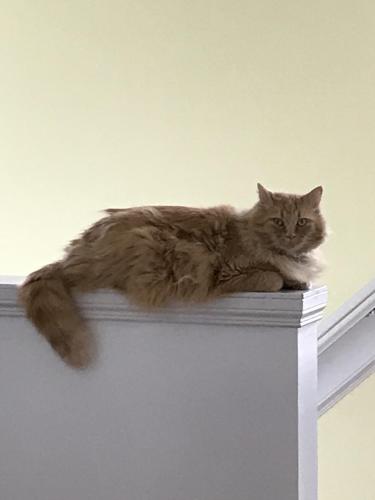 Lost Male Cat last seen Southland Dr is very close , Calgary, AB T2W 5A6