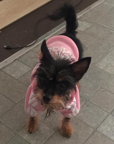 Lost Female Dog last seen hillen and harford rd with a young man , Baltimore, MD 21218