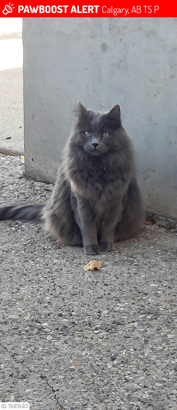 Lost Female Cat last seen 8th St & 49th Ave SW, Britannia neighborhood, near Britannia Plaza, Calgary, AB T2S 2P1