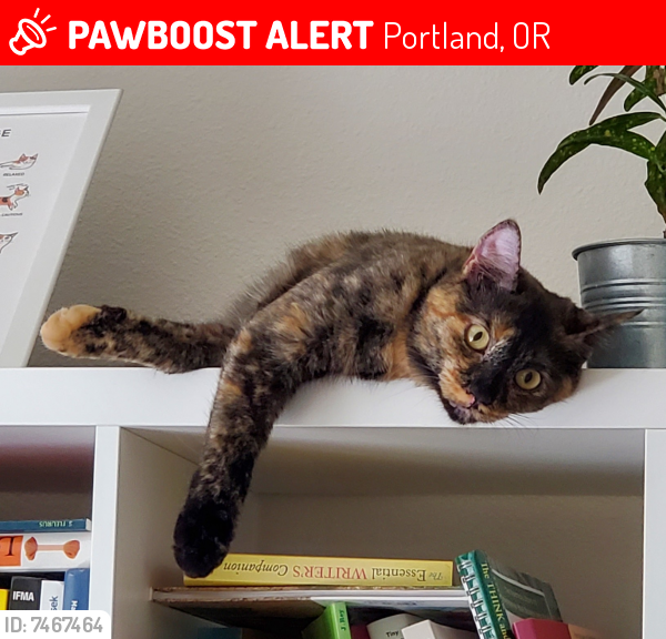 Lost Female Cat last seen NE Skidmore and 57th, Portland, OR 97218