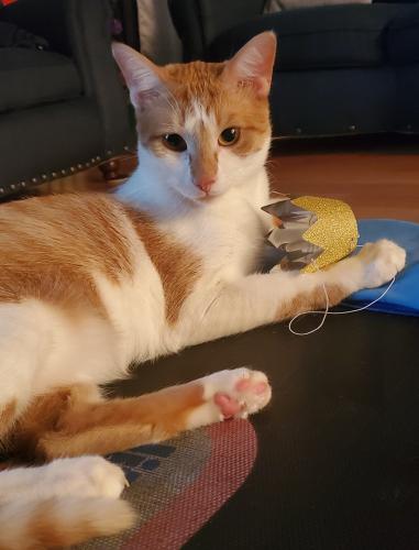 Lost u0026 Found Dogs, Cats, and Pets in Chicago, IL 60646 - Page 5 