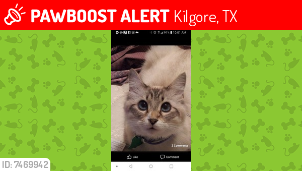 Lost Female Cat last seen Rogers street, Kilgore, TX 75662