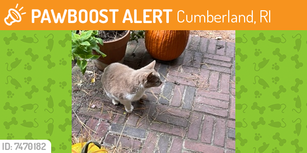 Found/Stray Unknown Cat last seen Reservoir Rd, Cumberland, RI 02864