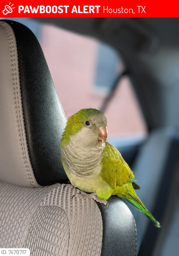 Lost Unknown Bird last seen Hillcroft and Bellaire near HWY 59, Houston, TX 77081