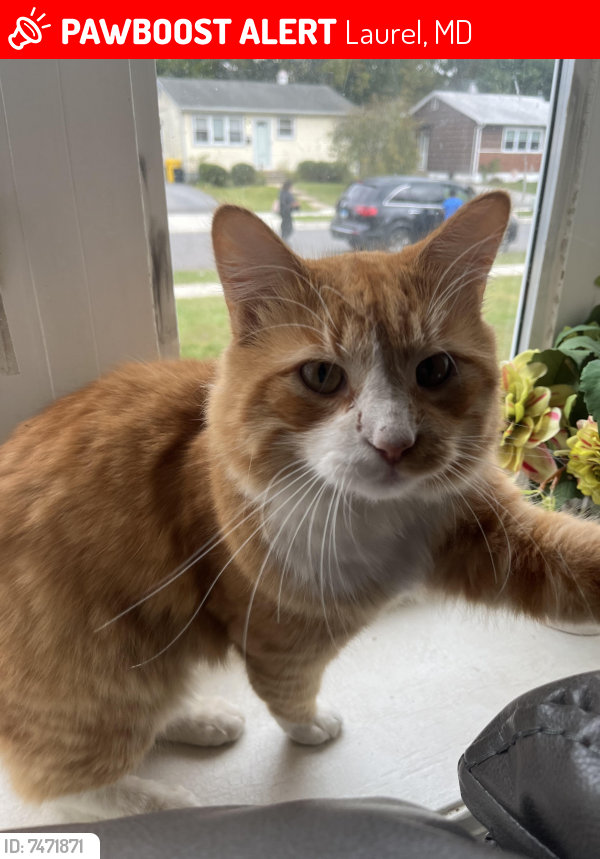 Lost Male Cat last seen Federalsburg South , Laurel, MD 20724