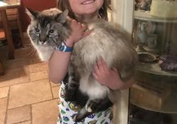 Lost Female Cat last seen Near S Madison St. Papillion, NE 68046, Papillion, NE 68046