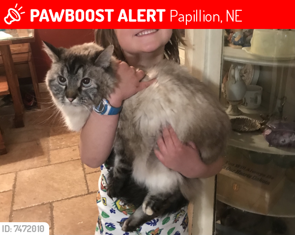 Lost Female Cat last seen Near S Madison St. Papillion, NE 68046, Papillion, NE 68046