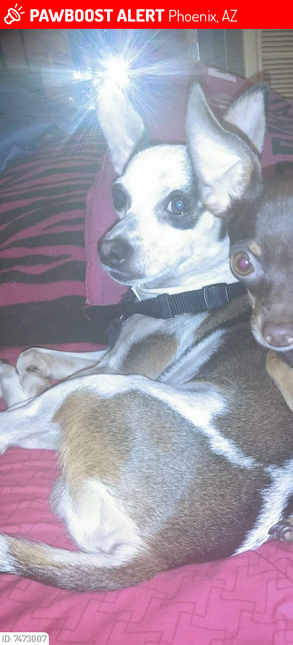 Lost Male Dog last seen 23rd Ave and Indian School, Phoenix, AZ 85015