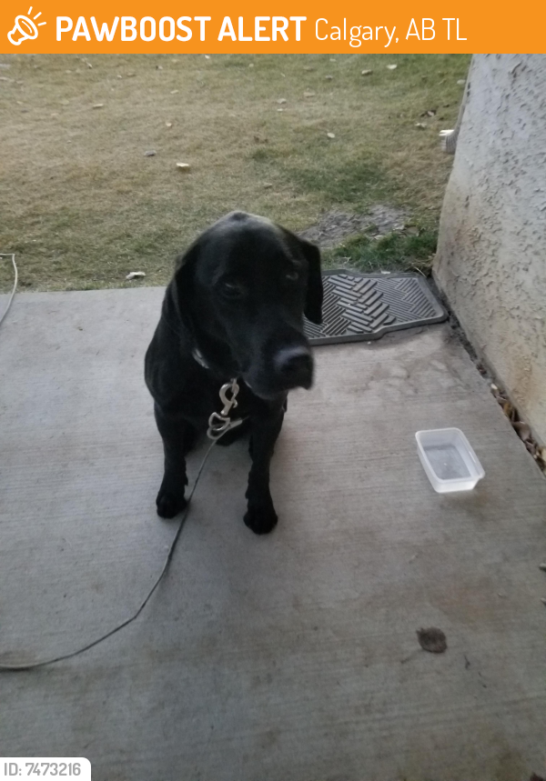 Found/Stray Male Dog last seen Scimitar Bay NW, Calgary, AB T3L