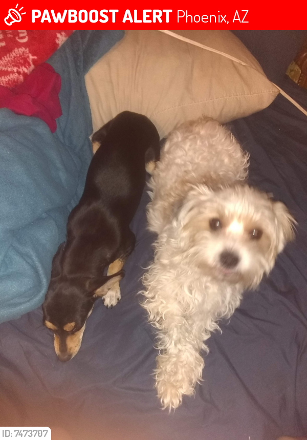 Lost Female Dog last seen 19th Ave and Monte Vista, state fair grounds, Phoenix, AZ 85009
