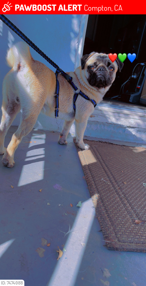 Lost Male Dog last seen Peach St and aranbe, Compton, CA 90222