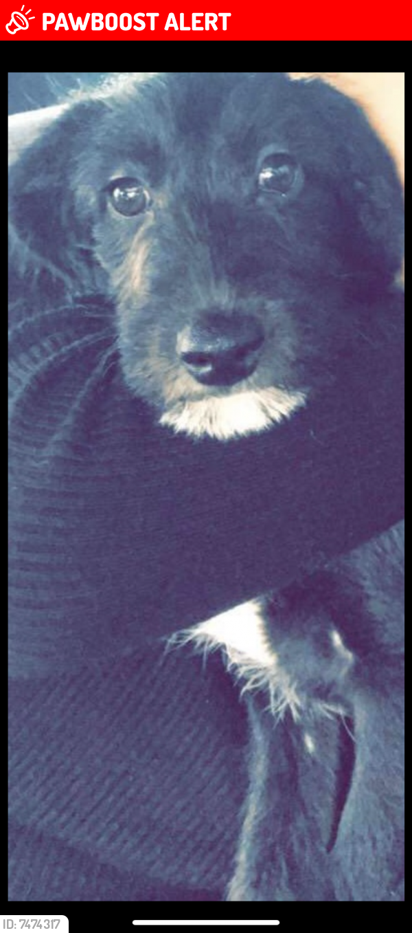 Lost Female Dog last seen Near the vets , Cheshunt, England EN7