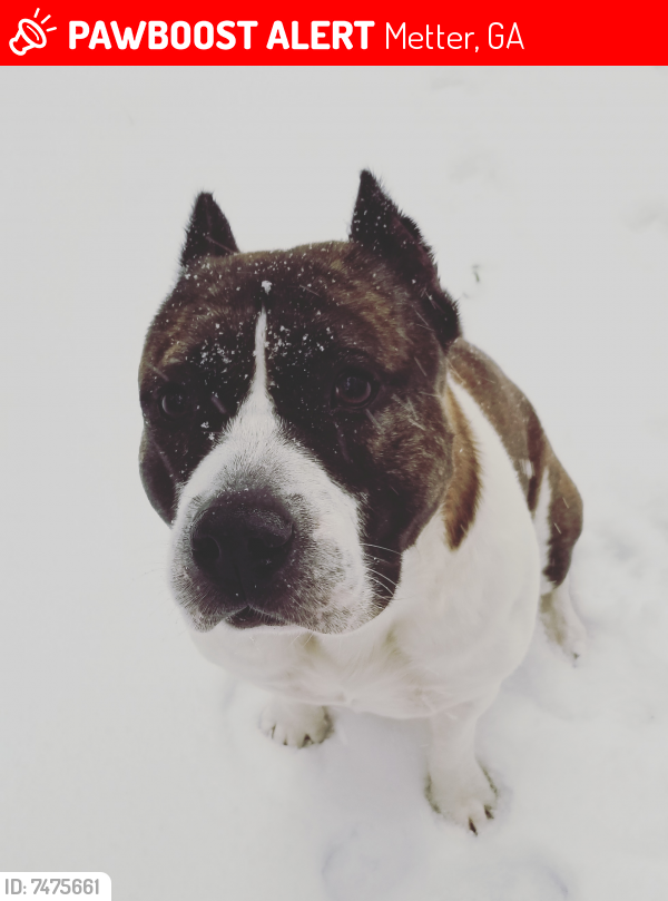 Lost Male Dog last seen Hadden Road/Reedy Creek woods, Metter, GA 30439