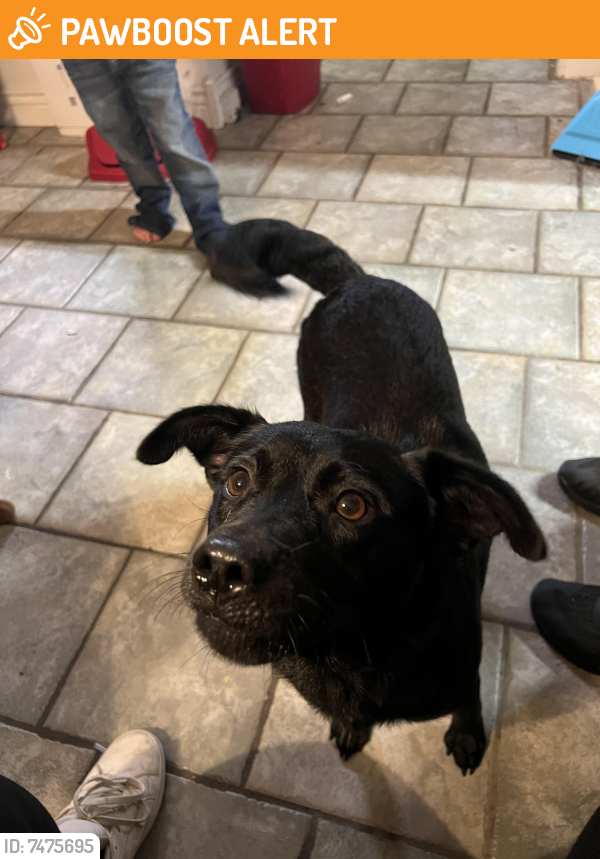 Found/Stray Female Dog last seen South airport and weeks dr, East milton, Santa Rosa County, FL 32583