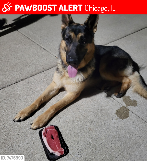 Lost Male Dog last seen Gage Park High school , Chicago, IL 60632