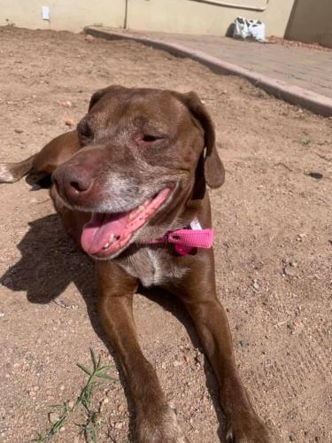 Lost Female Dog last seen Sugar Creek Ave & Breathless Ave, Gold Canyon, AZ 85118