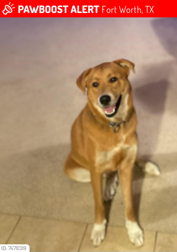 Lost Female Dog last seen Near and Sun Valley, Fort Worth, TX 76119