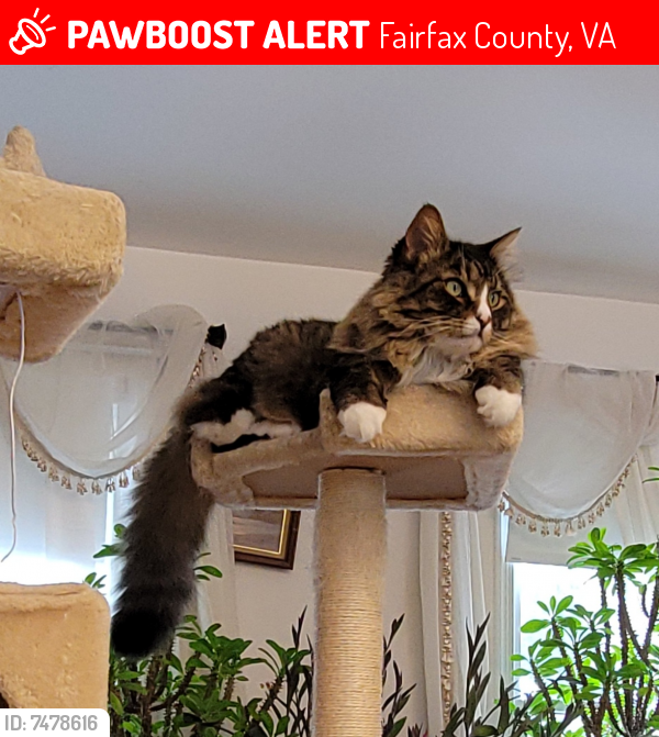 Deceased Male Cat last seen Rolling Holly Dr , Fairfax County, VA 22066