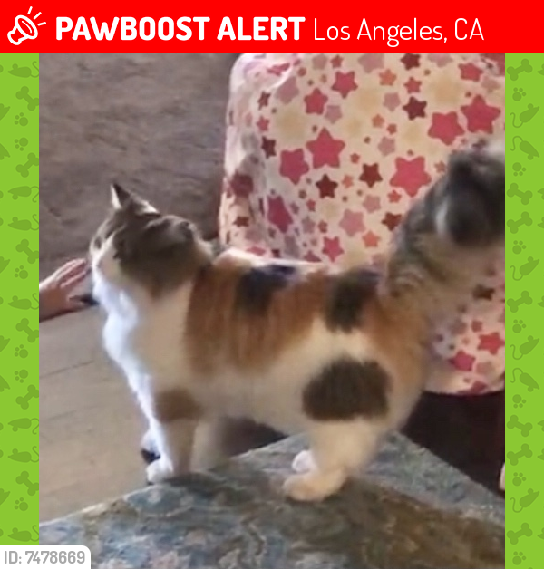 Lost Female Cat last seen 83rd & Loyola , Los Angeles, CA 90045