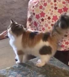Lost Female Cat last seen 83rd & Loyola , Los Angeles, CA 90045