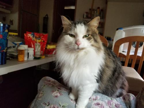Lost Female Cat last seen 4th street, use to be Dads landscaping., Jersey Shore, PA 17740