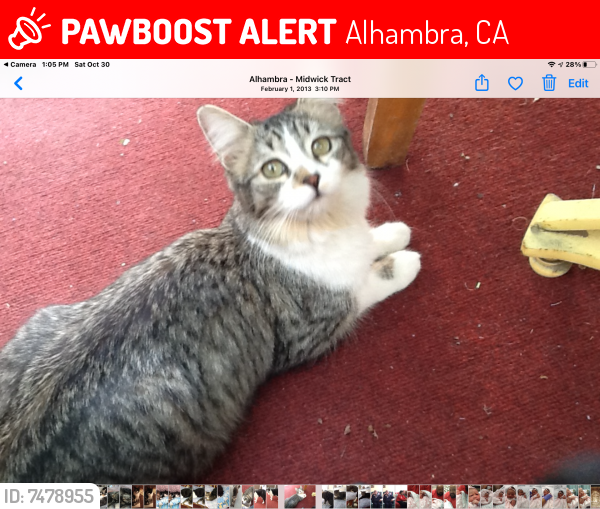 Lost Female Cat last seen Near W Ross Ave, Alhambra, CA 91803, Alhambra, CA 91803