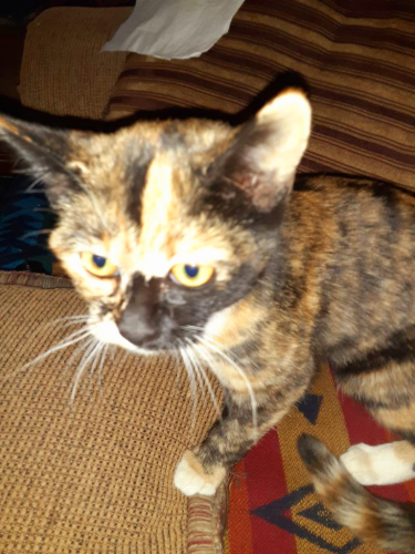 Lost Female Cat last seen Unser/Dellayne, Albuquerque, NM 87120