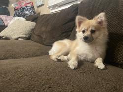 Reunited Female Dog last seen 62nd st & 25th Ave. Uptown area/Jockey factory , Kenosha, WI 53143