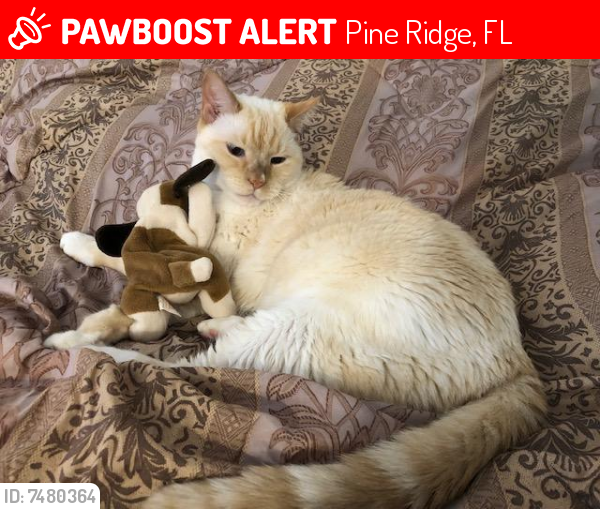 Lost Male Cat last seen N. Lena Drive and Begonia Dr, Pine Ridge, FL 34465