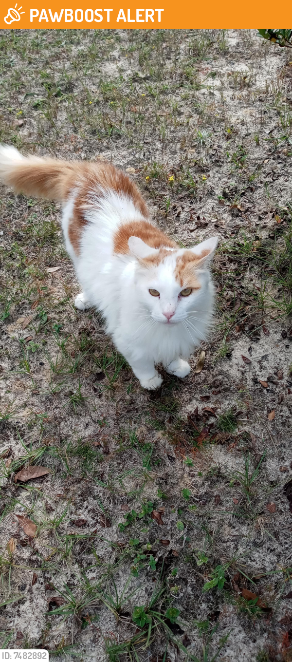 Found/Stray Unknown Cat last seen Old Hickory Hammock / Skylark Road, Santa Rosa County, FL 32583